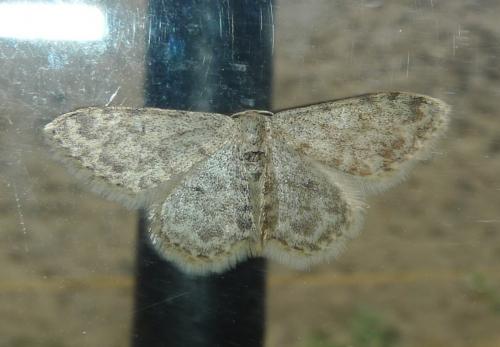 Idaea alyssumata